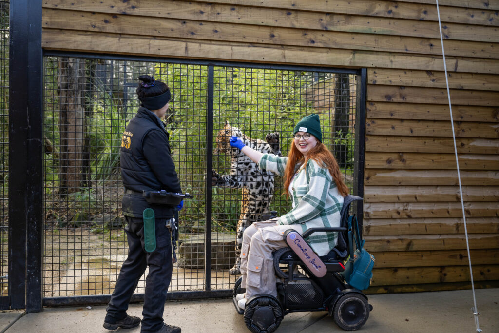Jenni in her electric wheelchair, feeding a jaguar through cage bars.