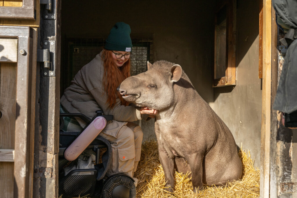 Jenni sat in her electric wheelchair, tickling a tapir inside an enclosure.